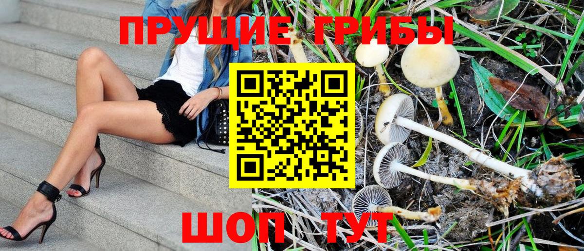 Псилоцибиновые грибы GOLDEN TEACHER  Псилоцибиновые грибы MAGIC MUSHROOMS  Вход с VPN  Горячий Ключ 